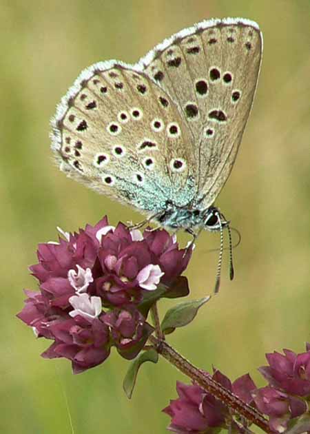 papillon